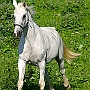 Hessisches_Warmblut 21 (10)